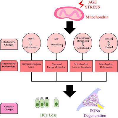 The influence of metabolic syndrome on age-related hearing loss from the perspective of mitochondrial dysfunction